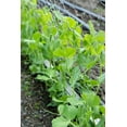 thumbnail image 2 of Horton, Janet 11x14 White Modern Wood Framed Museum Art Print Titled - Issaquah-Washington State-USA Snap peas growing up a chicken wire trellis, 2 of 4