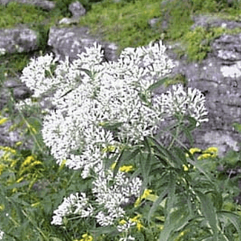 2000 Boneset Wildflower Seeds Everwilde Farms Mylar Seed Packet