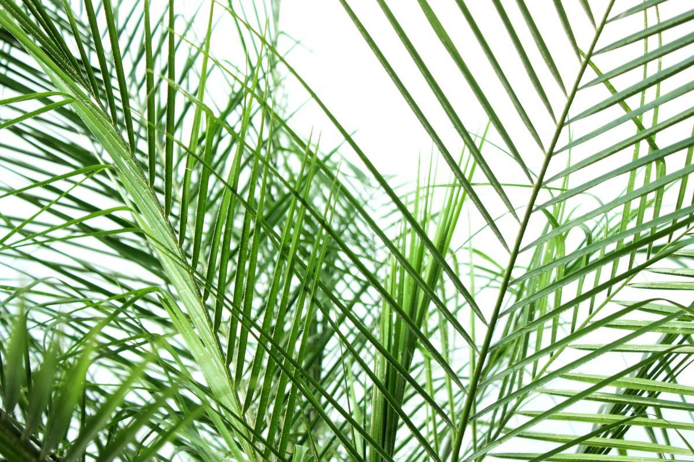 Phoenix Roebellini Pygmy Date Palm - Live Plant in a 3 Gallon Growers Pot - Phoenix Roebelenii - Beautiful Clean Air Indoor Outdoor Houseplant