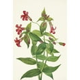 thumbnail image 2 of Mary Vaux Walcott 14x18 Gold Ornate Wood Frame and Double Matted Museum Art Print Titled - Lewis Monkeyflower. Mimulus Lewisii (1925), 2 of 4