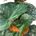 thumbnail image 4 of Harmony Foliage Harmony's Dark Side of The Moon Angel Wing Begonia 6 inch, 4 of 8