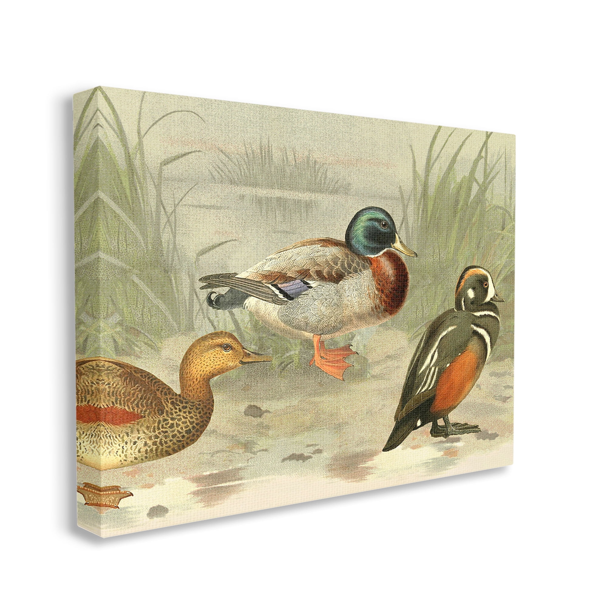 Stupell Industries Various Ducks by Pond Animals & Insects Painting Gallery Wrapped Canvas Art Print Wall Art, 20 x 16