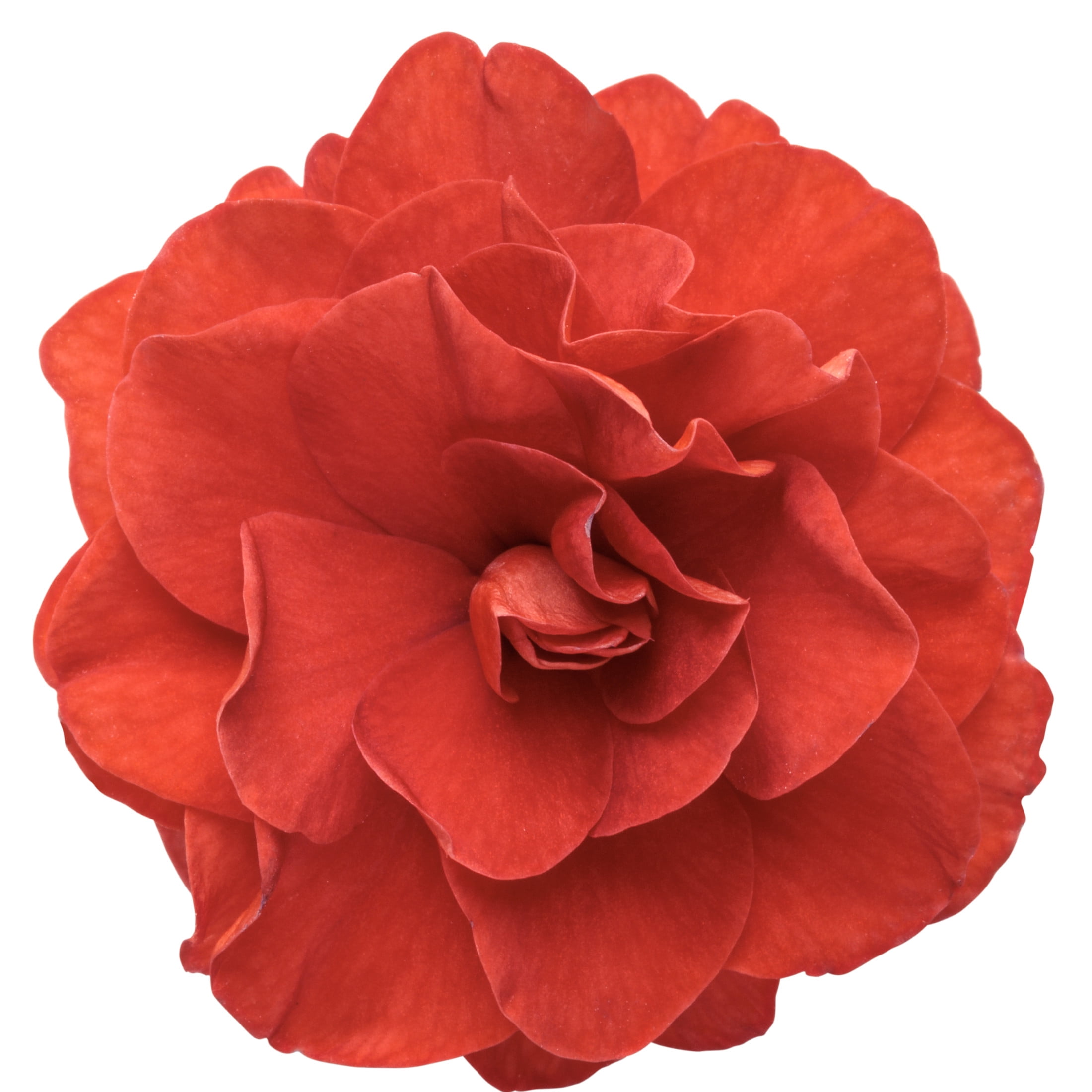 Proven Winners 4" Rockapulco Red Double Impatiens Live Plant in 4.25" Pot (4 Count)