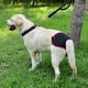 thumbnail image 2 of Ropa interior para perros, algodón suave y cómodo para mujeres, pantalones sanitarios para mascotas, pantalones fisiológicos para cachorros, pañales para perros (negro S), 2 of 5