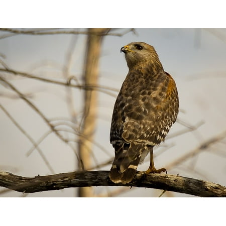 Download LAMINATED POSTER Shouldered Wildlife Perched Hawk Red ...