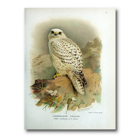 Designart ' Ancient Bird Life VII ' Traditional Canvas Wall Art Print