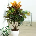 thumbnail image 2 of Brighter Blooms - Croton 'Petra' Plant, 3 gal. - No Shipping To AK, AZ, HI, 2 of 6