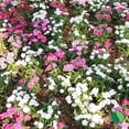 thumbnail image 4 of 1 Gallon Dianthus EverBloom™ 'Raspberry Jam', 4 of 8