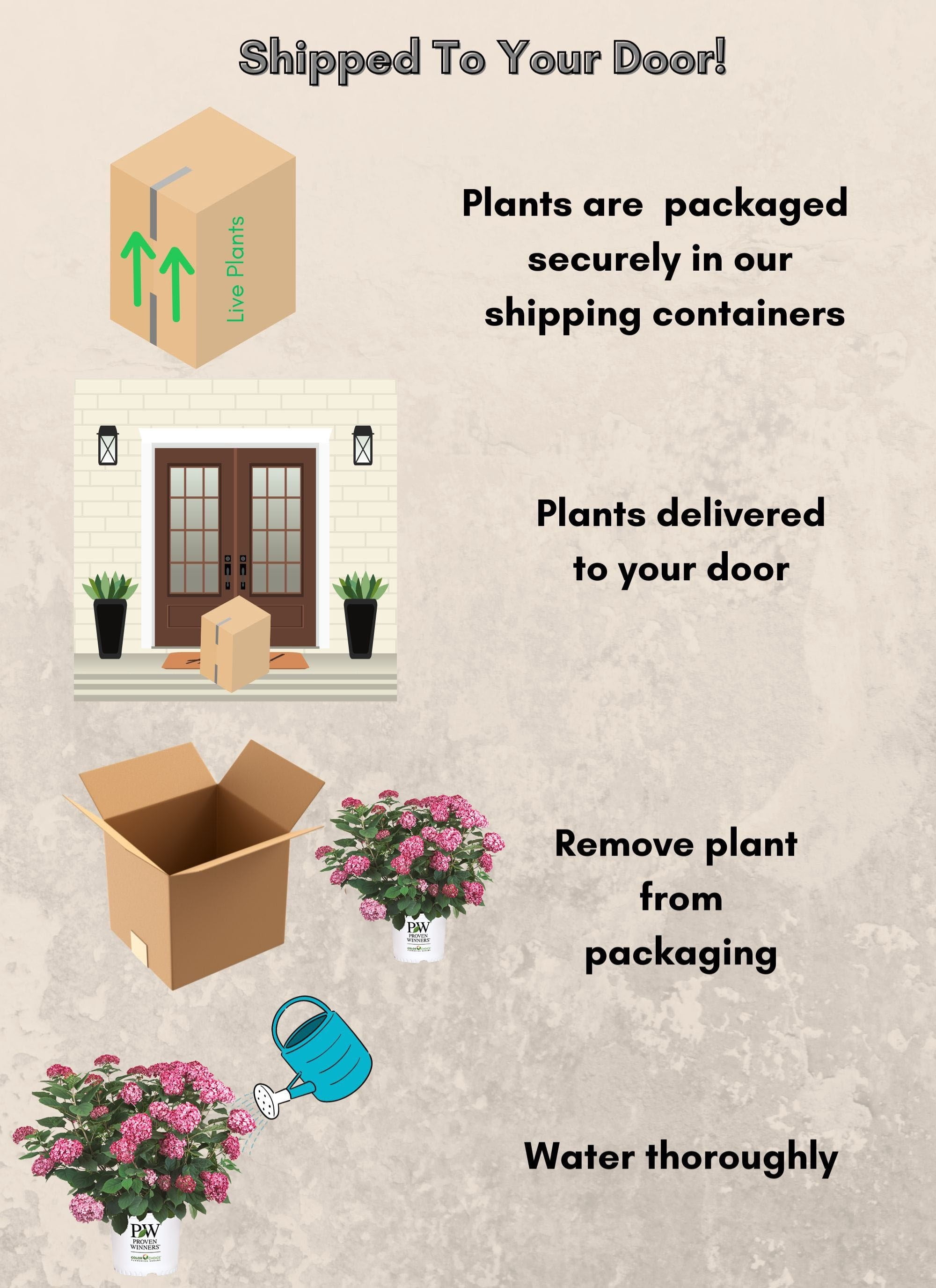 Proven Winners ColorChoice Invincibelle Ruby Hydrangea Live Shrub (2 Gallon)
