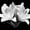 Monochrome Madonna Lily, variant on Elephant Stock Magnolia In Bloom Wall Art - Horizontal Multi Panel Canvas - Hallway Wall Decor - Floral And Botanical Multi Panel - Black And White Decor By Debra Van Swearingen - 84" x 54"