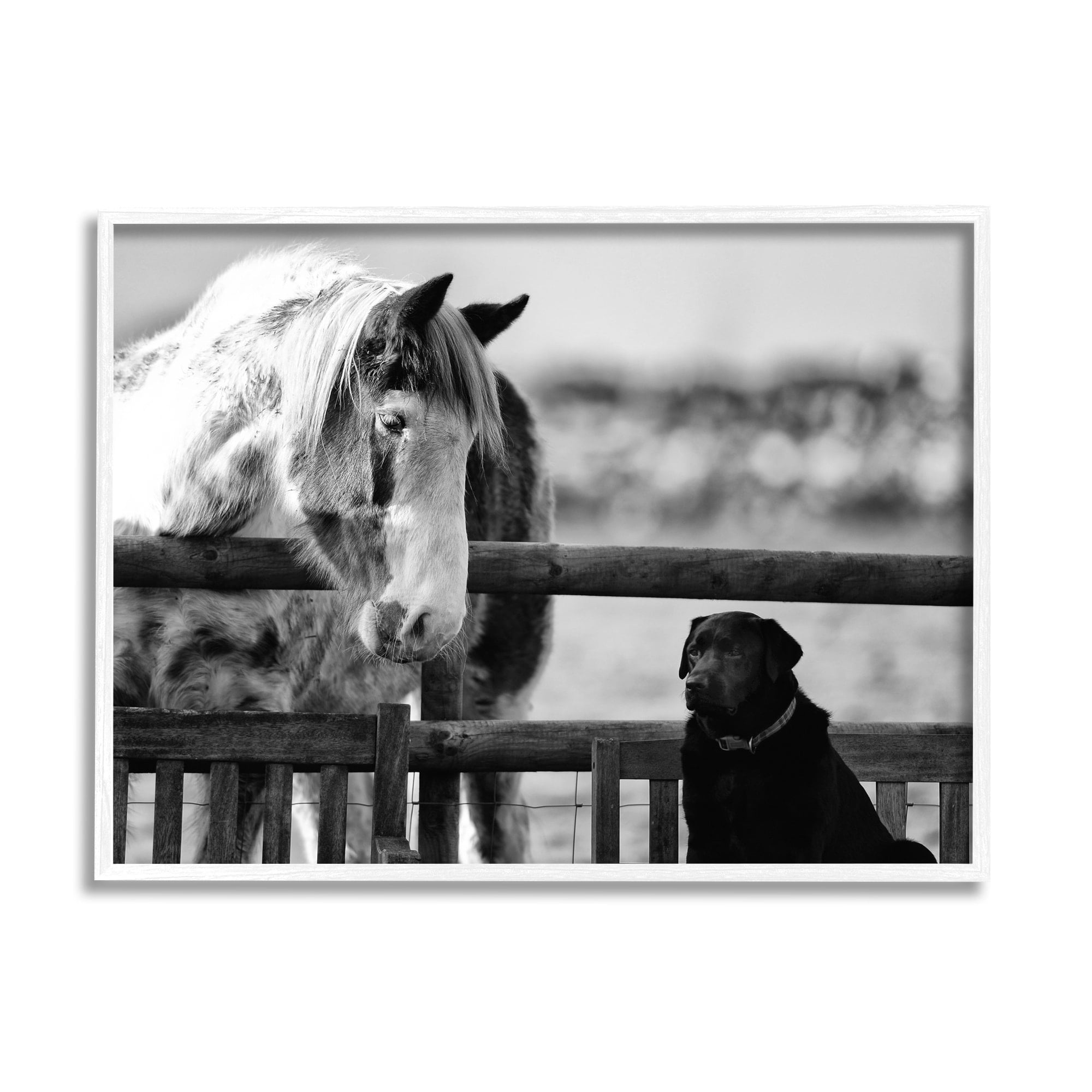 Stupell Industries Dog & Horse Farm Animal Friends Monochrome Photography Photograph White Framed Art Print Wall Art, Design by James Dobson