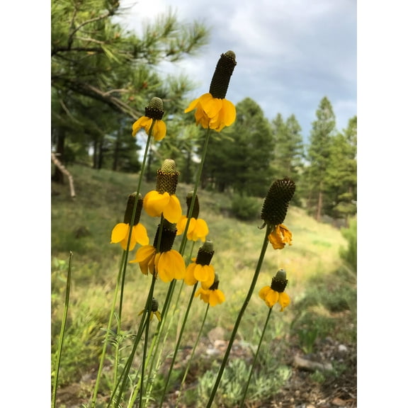 3000 CLASPING CONEFLOWER Rudbeckia Amplexicaulis Yellow Flower Seeds