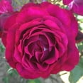 thumbnail image 2 of Heirloom Roses Purple Rose Bush - The Wild Blue Yonder Plant , Live Plants For Outdoors , Own Root Bushes For Planting , One Gallon Potted Outdoor Flowers, 2 of 3