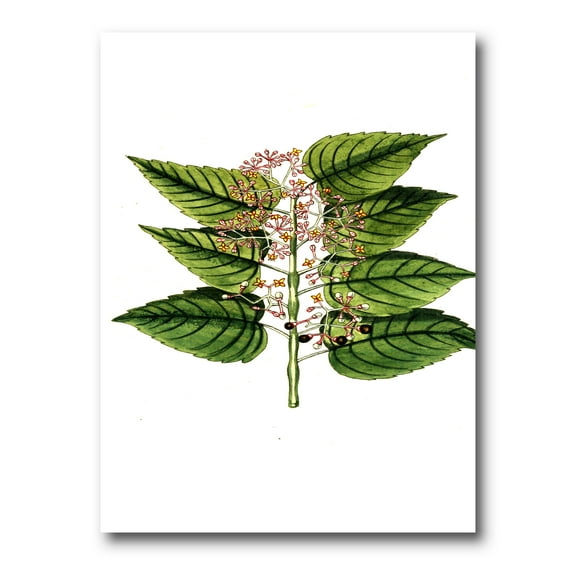 Designart ' Ancient Plant Life XXVI ' Traditional Canvas Wall Art Print
