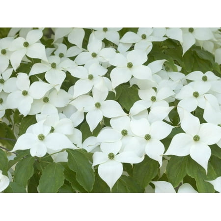 - Oriental Dogwood Tree in Bloom (Cornus Kousa) Print Wall Art By Scientifica