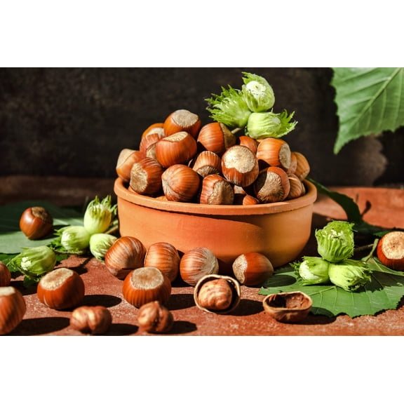 5 Seeds AMERICAN HAZELNUT TREE aka Filbert Corylus Americana Fruit Nut Seeds