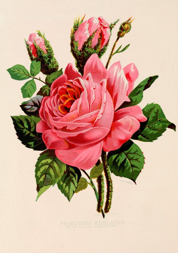 Canadian Horticultu