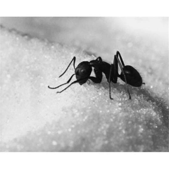 Close-Up of an Ant on Sugar Poster Print - 18 x 24 in.