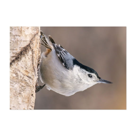 White-breasted Nuthatch - Photography Bird Wildlife Nature Woodland Animal Scenic Forest Unframed Wall Art Print 4 x 6 inches