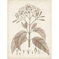 thumbnail image 3 of Unknown 19x24 Black Modern Framed Museum Art Print Titled - Antique Sepia Botanicals III, 3 of 5