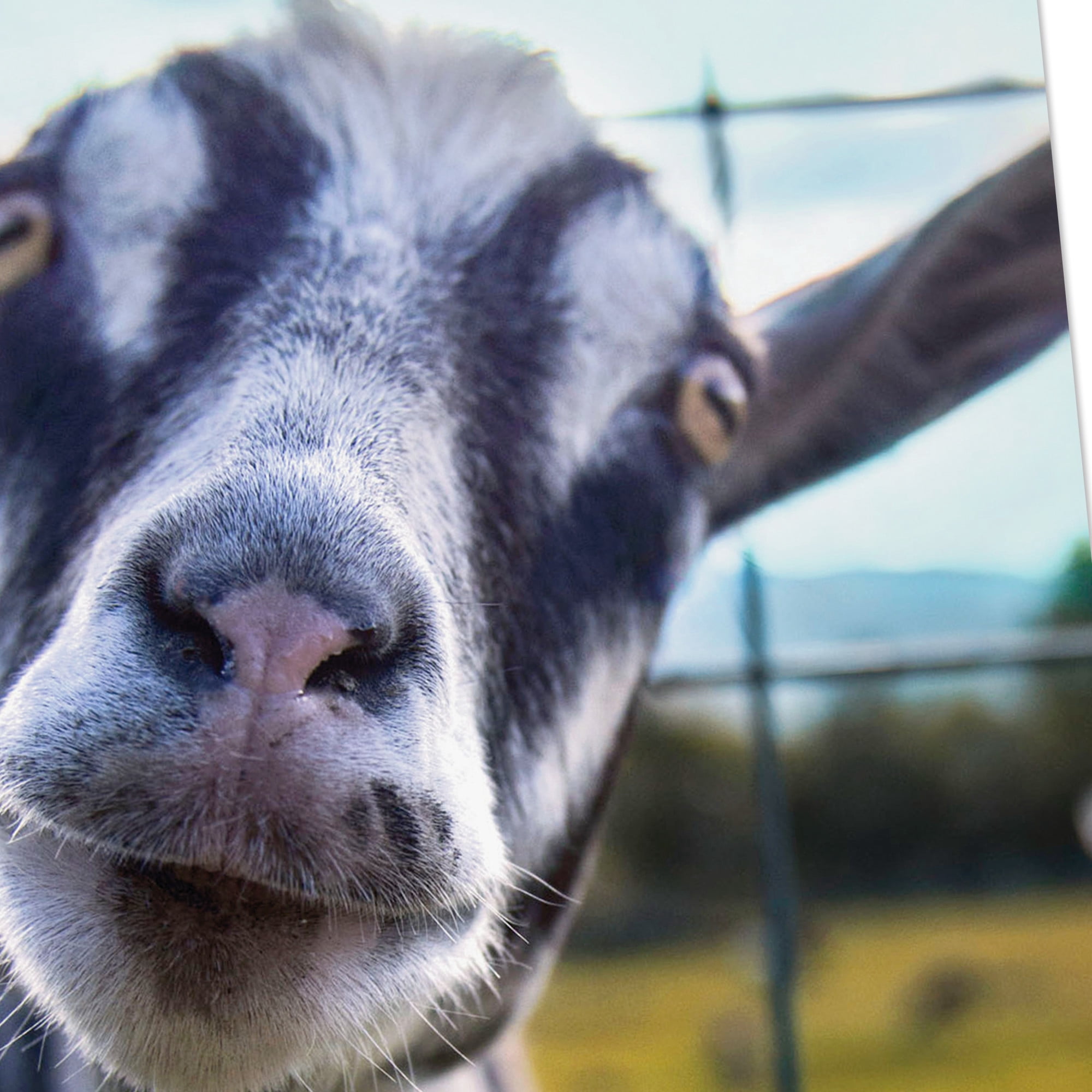 Hallmark Shoebox Funny Birthday Card (Goat You a Card)