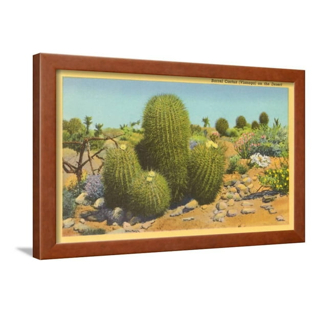 Barrel Cactus Framed Print Wall Art Walmart Com Walmart Com