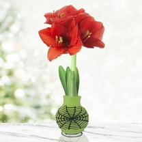 Webby Present Sweater Amaryllis Bulb – Halloween Plant with Spiderweb Sweater – Easy Indoor Growing, No Soil or Water Needed – Red Amaryllis Flowers Bloom in 4–8 Weeks