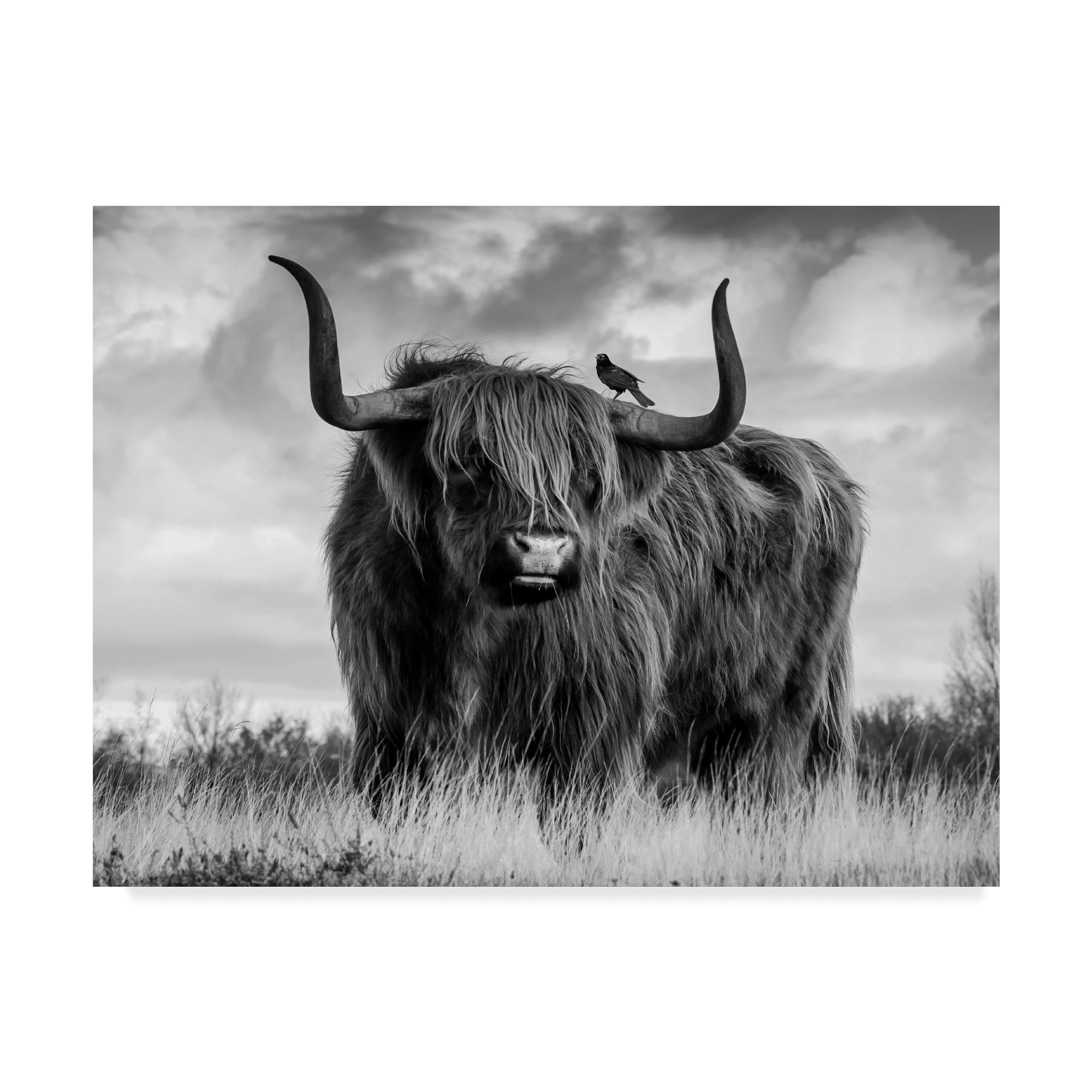 Trademark Fine Art 'A Bull' Canvas Art by Ata Alishahi