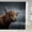 Black, variant on White Wolf Shower Curtain Wolves Couple Safari Animals for Stalls Bathtubs Wolf Family Exotic Wildlife Woods Nature Waterproof 72W x 72L Home Decor