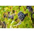 thumbnail image 2 of Duval, Richard 18x13 Gold Ornate Wood Framed with Double Matting Museum Art Print Titled - Washington State-Yakima Valley Clusters of Grenache grapes in a Yakima Valley vineyard, 2 of 4