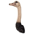 thumbnail image 3 of Design Toscano Ostrich Bird Trophy Wall Sculpture, 28 Inches, Full Color, 3 of 6