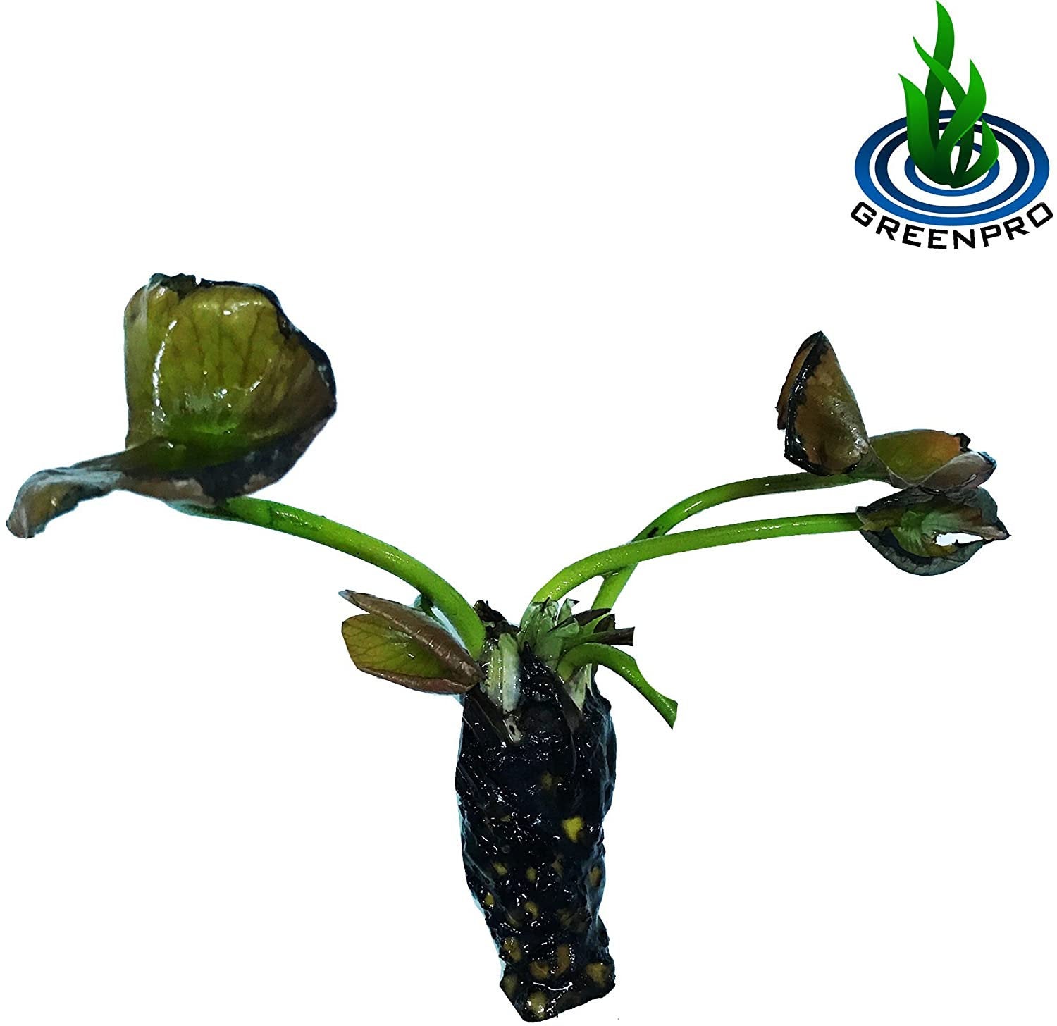 Buy Nymphaea Gloriosa Hardy Water Lily Tuber Live Water Plants for Pond Balcony Porch