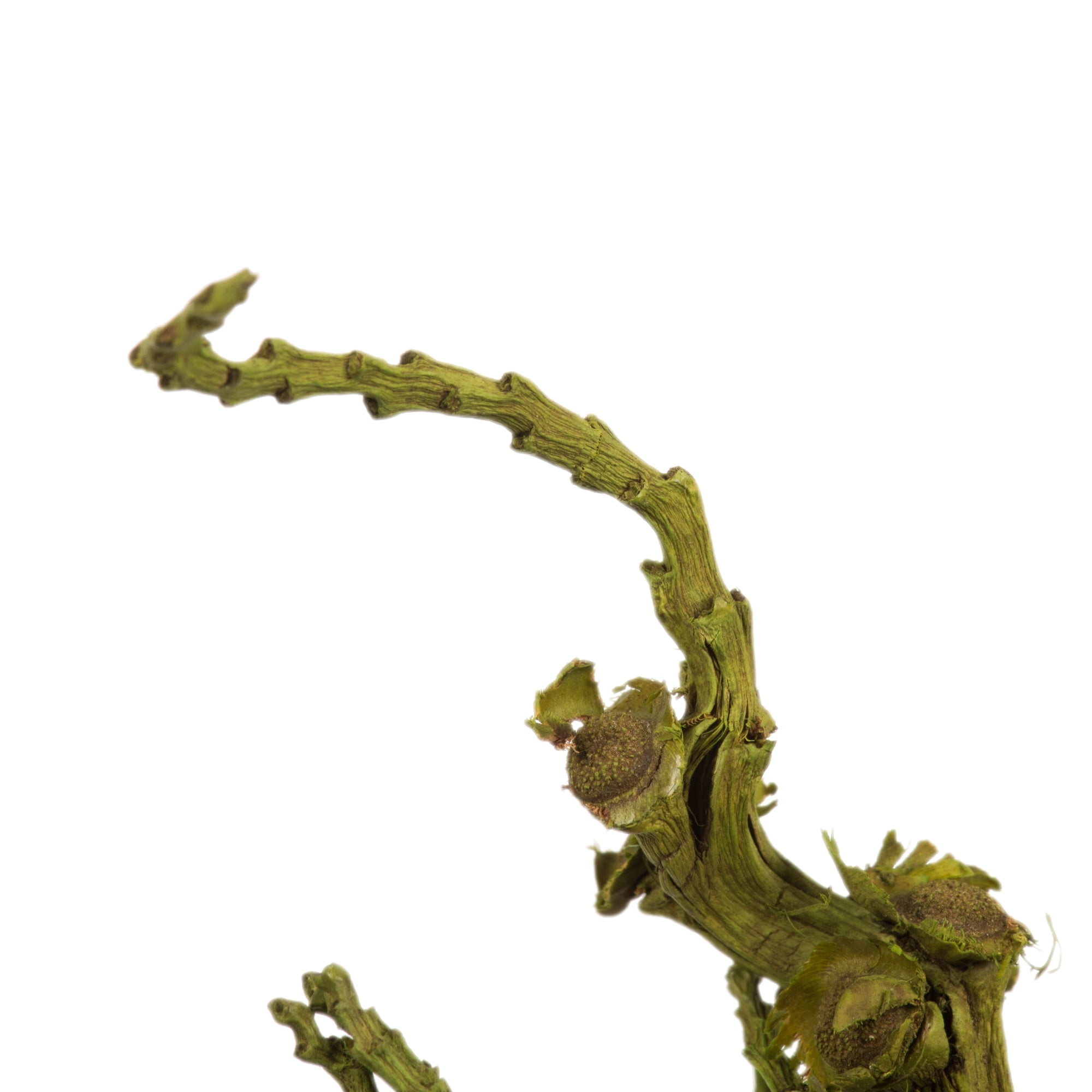 Vickerman 18 x 5" Basil Olympia Seed Pod - Small/Petite, 1 piece, Dried