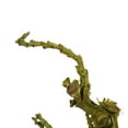 thumbnail image 2 of Vickerman 18 x 5" Basil Olympia Seed Pod - Small/Petite, 1 piece, Dried, 2 of 5