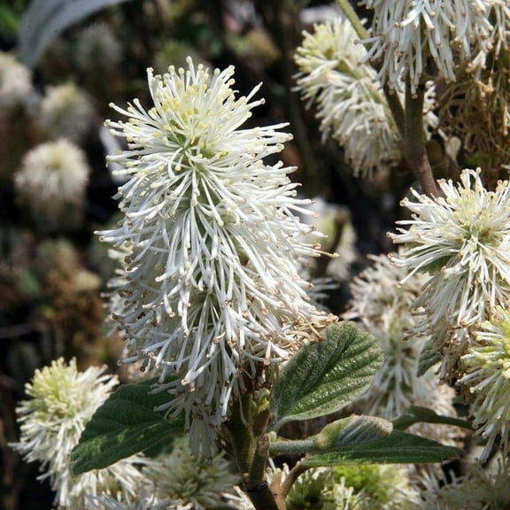 Mount Airy Fothergilla - Fothergilla major 'Mount Airy'
