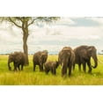 thumbnail image 2 of Jaynes Gallery 18x13 Black Ornate Wood Framed with Double Matting Museum Art Print Titled - Africa-Tanzania-Tarangire National Park African elephant adults and young, 2 of 4