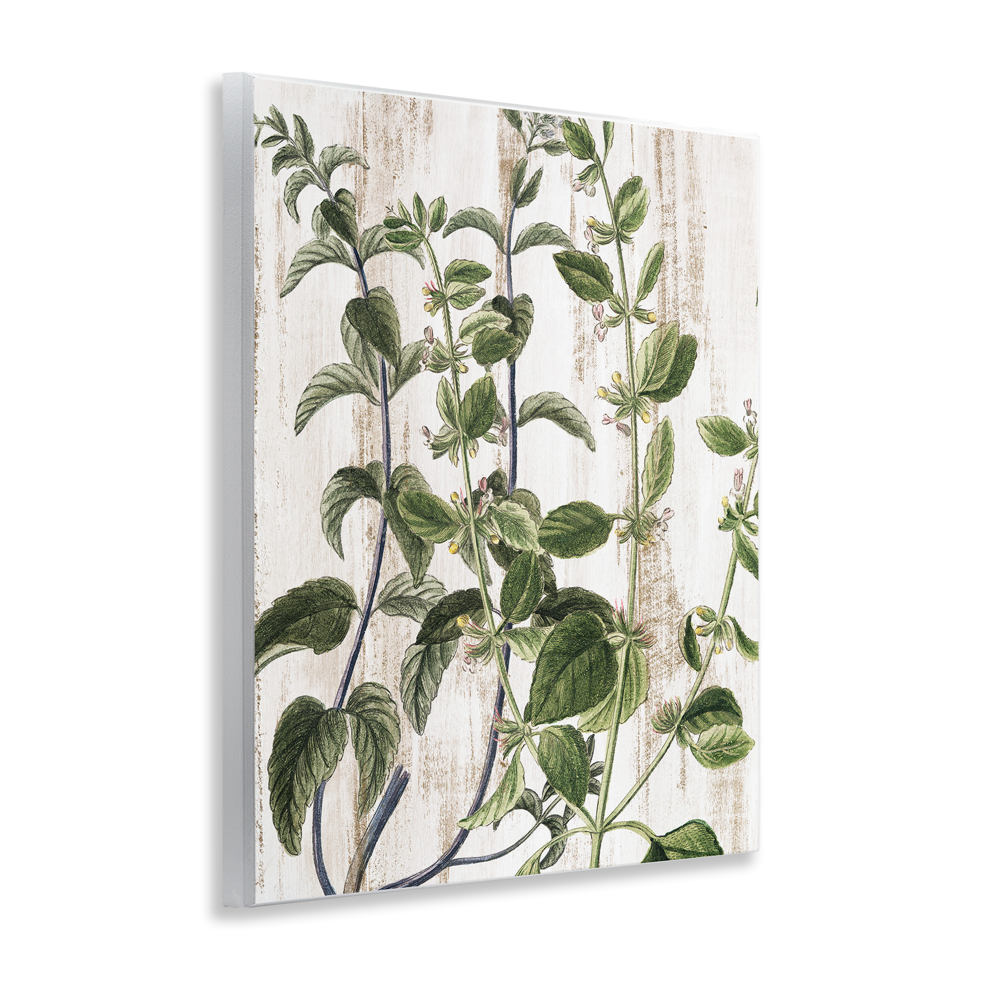 Stupell Industries Rustic Botanical Vines Botanical & Floral Painting Unframed Art Print Wall Art, 11 x 14