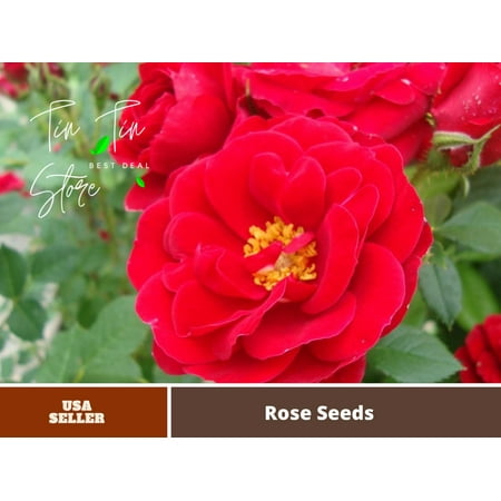 30 Rare Seeds- Paint the Town rose seeds #1404-Authentic Seeds-Flowers-Seeds-Rose seeds-Herb seeds-Vegetable Seeds-Mix Seeds for Plant- B3G1