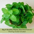 thumbnail image 2 of Chocolate Mint | Two Live Herb Plants | Non-GMO, Pollinator Favorite, 2 of 9