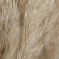 thumbnail image 2 of Vickerman 46" Dried Natural Pampas Grass, 6 pieces per Pack, 2 of 7