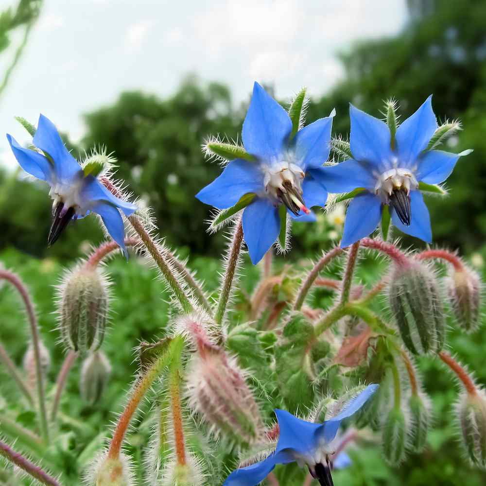 Borage Drought Tolerant Herb Garden Seeds For Xeriscape Landscaping - 1 LB