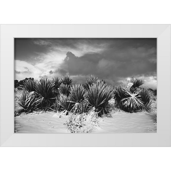 Muench, Zandria 14x11 White Modern Wood Framed Museum Art Print Titled - Winter storm-Joshua Tree National Park-California