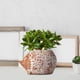 thumbnail image 3 of Maceta pequeña moderna para cactus, resina para balcón, jardín, oficina, erizo Cola Maceta suculenta, 3 of 8