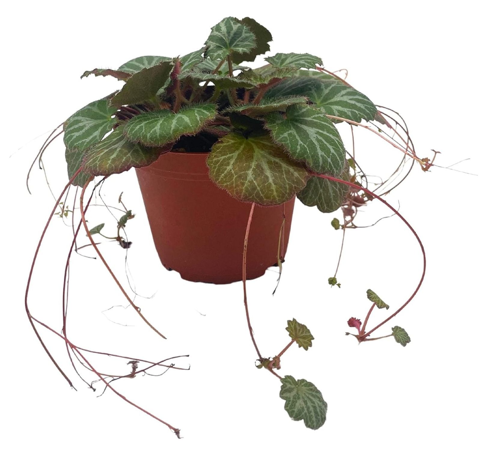 CintBllTer Strawberry Begonia in a 4 inch Pot Saxifraga stolonifera, Legacy House Plant - image 5 of 8