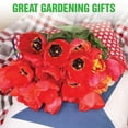 50000 Red Flanders Poppy Seeds Non GMO Heirloom Poppy Seeds Poppy