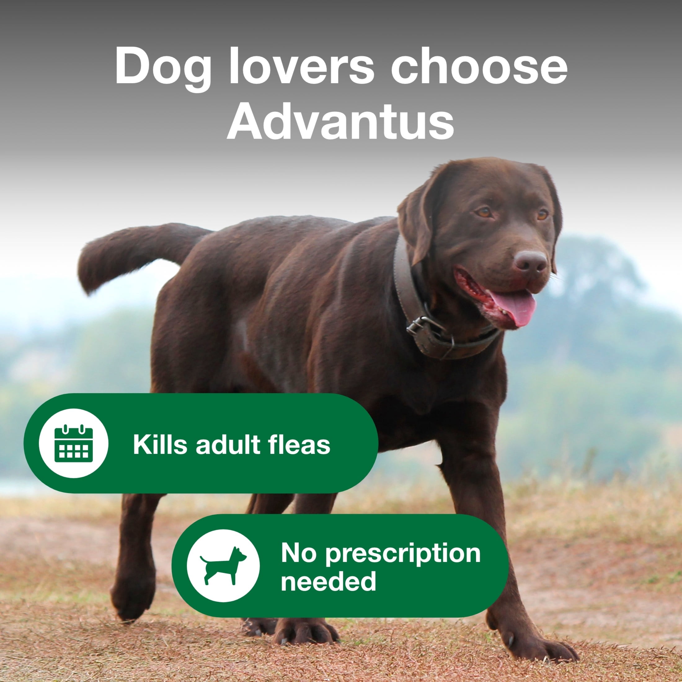 Advantus Chewable Flea Treatment for Dogs 23 - 110 lbs. | 7 Soft Chews