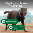 thumbnail image 6 of Advantus Chewable Flea Treatment for Dogs 23 - 110 lbs. | 30 Soft Chews, 6 of 6