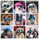 thumbnail image 2 of Gafas para Perro NAMSAN para Razas Pequeñas con Hocico Ancho, Lentes Azules Anti-UV, 2 of 8