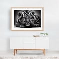 thumbnail image 6 of Tiger cub in close-up 03 - Photography Tiger Wildlife Animal Black and White Portrait Nature Illustration Unframed Wall Art Print 20 x 30 inches, 6 of 7