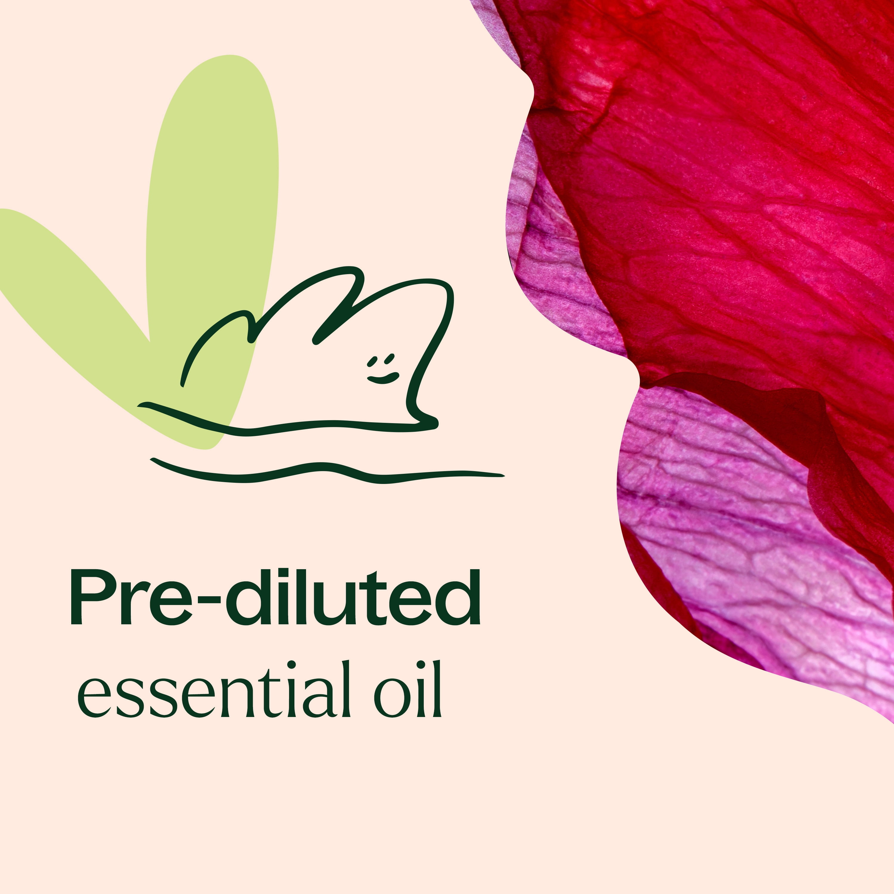 Plant Therapy Pure Rose Absolute Essential Oil 100% Pure, Undiluted, Natural Aromatherapy, Natural Aromatherapy 5 mL (1/6 oz)